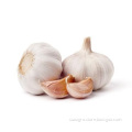 Natural fresh garlic white